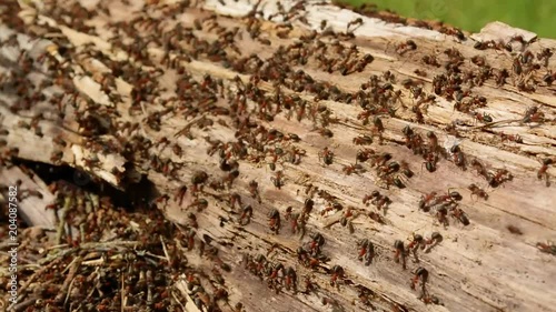 an introduction to the nature of ants the social insects that live in colonies Understanding a fire ant colony fire ants are social insects that build nests single-queen colonies are territorial in nature. an introduction to the nature of ants the social insects that live in colonies Understanding a fire ant colony fire ants are social insects that build nests single-queen colonies are territorial in nature.