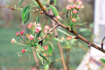 blooming pear tree spring flower