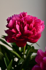 Fresh pink peonies peony roses in a vase on white window, background. Floral blossom wallpaper. Flowers in the room. Card, text, copy space.