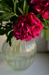 Fresh pink peonies peony roses in a vase on white window, background. Floral blossom wallpaper. Flowers in the room. Card, text, copy space.