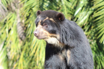 Fototapeta premium urso de óculos