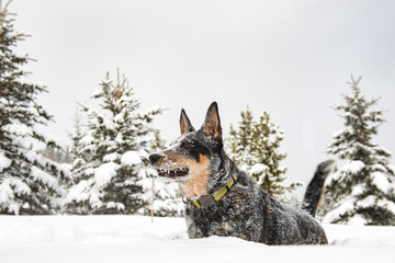 Blue Heeler Dog