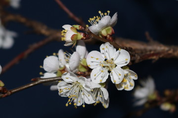  Lovely white apricot flowers