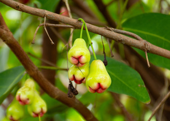 Green apple bright bouquet is full at the beginning, wait time is ripe red appetizing.