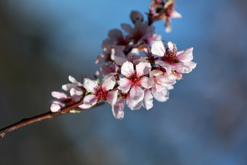 Mandelblüte Mandelbaum