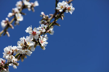 Obraz premium Mandelbaum Mandelblüte