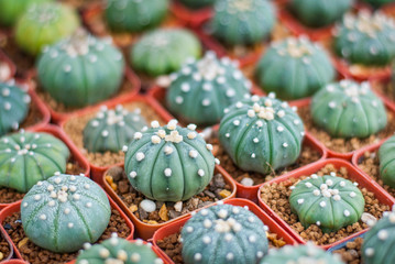 Fototapeta na wymiar Many of healthy round cactus planted in plastic pot, some plant are big, some are small, hobby