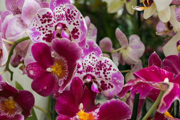 Splendide orchidee bianche e rosa