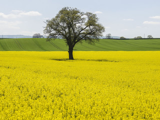 Bright yellow oilseed rape meadows and a country stile for the public footpath in the springtime in Herefordshire, England
