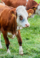 Naklejka na ściany i meble natural looking german cows on a meadow