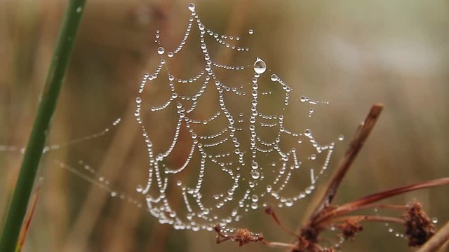 cobwebs and morning dew