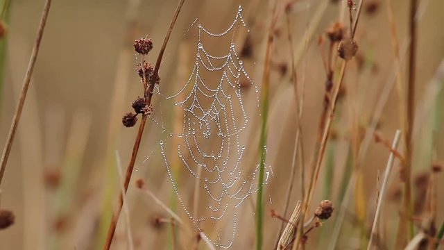 cobwebs and morning dew