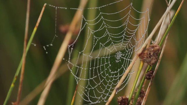 cobwebs and morning dew