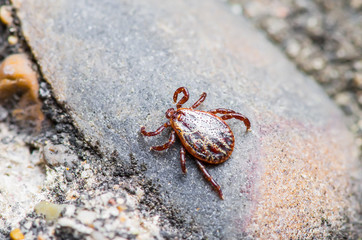 Encephalitis Virus or Lyme Disease Infected Tick Arachnid Insect Pest Crawling on Ground