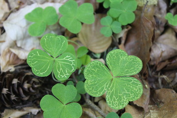 Grün weiß gelb gemusterter Klee