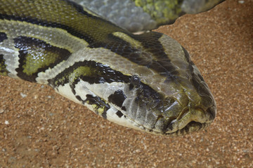 python réticulé