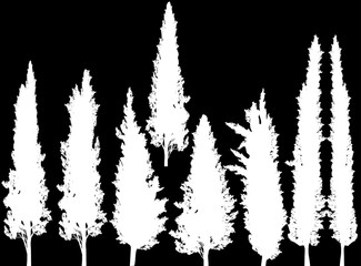 group of cypresses isolated on black