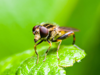 Exotic Assassin or Robber Fly Asilidae Diptera Insect on Green Grass