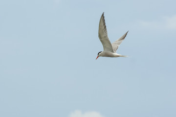 the image of a seagull