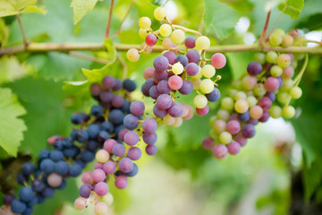 grappe a mi véraison