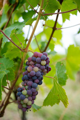 grappe a mi-véraison