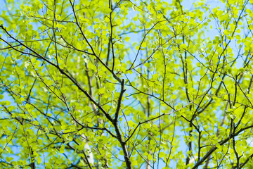 Background with young birch Leaves