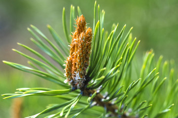pine branch with cone embryo