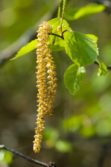 Obraz premium Background with young birch Leaves and gostling