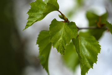 Young birch Leaves