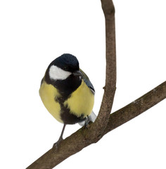 golden great tit isolated on white