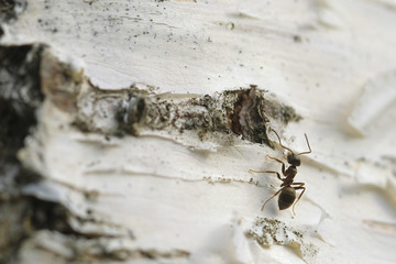 Ants on a birch tree
