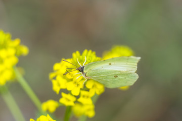 White butterfly drinks nectar on yellow flowers close up