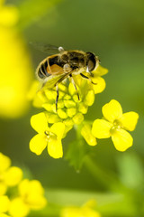 The image of bee on yellow flowers close up