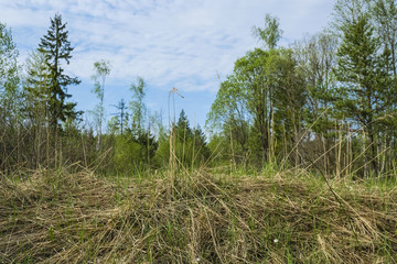 Fototapeta premium Landscape with the image of forest bog