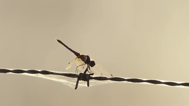 dragonfly on wire fence