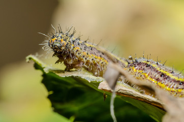  wonderful and mysterious macro world.