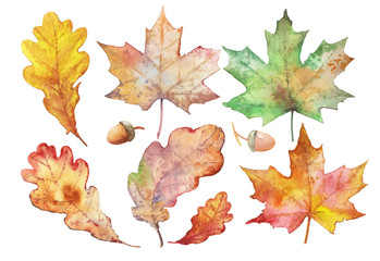 Set of colored leaves for design. Autumn leaves on white background, picturesque watercolor on paper, collection of elements for creativity. Set of colorful leaves.