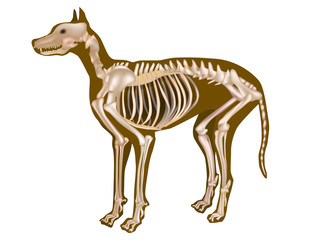 Dog Skeletal Anatomy Poster. CANINE ANATOMY