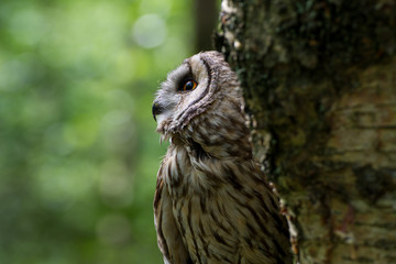 Long Eared Owl