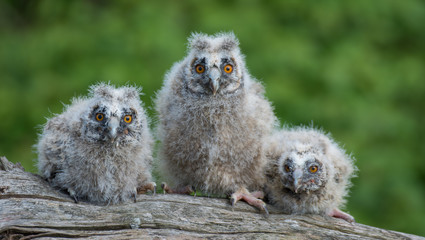 Owl Chicks © T. Murrells