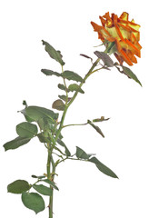 Obraz premium dark orange and yellow color isolated large rose