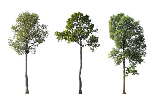 The tall Dipterocapus intricatus Dyer. Die cut three large the trees isolated on white background.