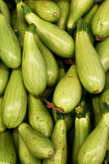 Pile of light green bottle gourds from Turkey