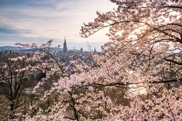 Abendstimmung &uuml;ber Berner Altstadt w&auml;hrend der Kirschbl&uuml;te