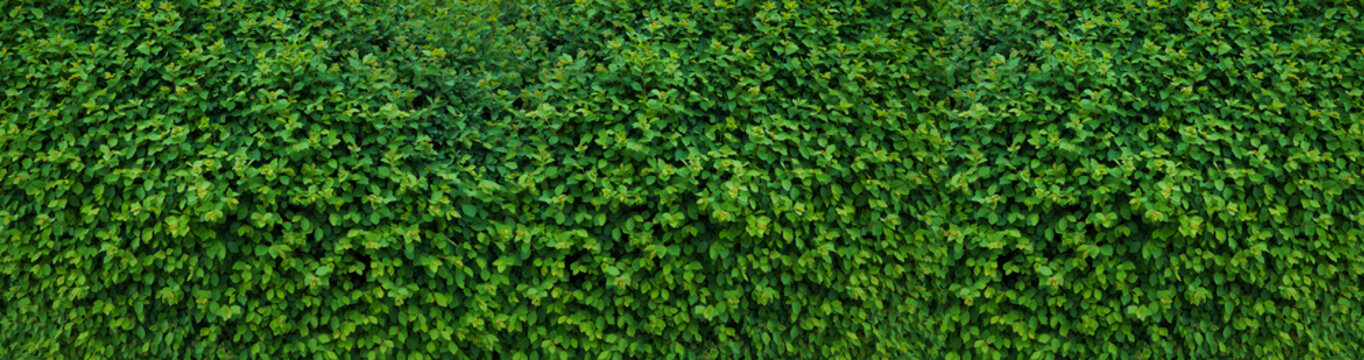 Fototapeta Panorama with leaves. Decorative wall with green leaves.