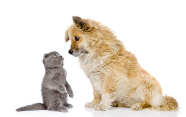 dog and kitten look at each other. isolated on white background