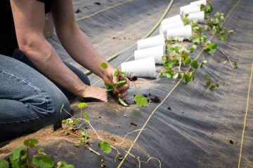 Farm worker preparing and transplanting organic new mashua plants
