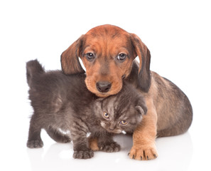 dachshund puppy with kitten.  isolated on white background