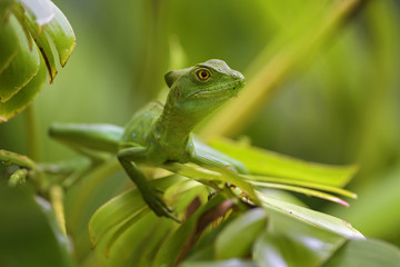 Green Basilisk - Basiliscus plumifrons, green lizard from Central America forests, Costa Rica.