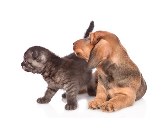 dachshund puppy with kitten looking away.  isolated on white background